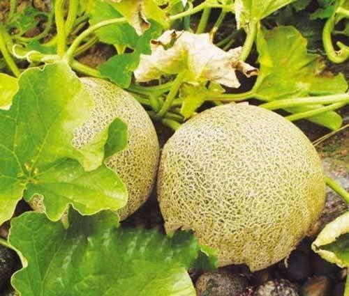 兰州最新瓜爆料,揭秘最新瓜种背后的故事